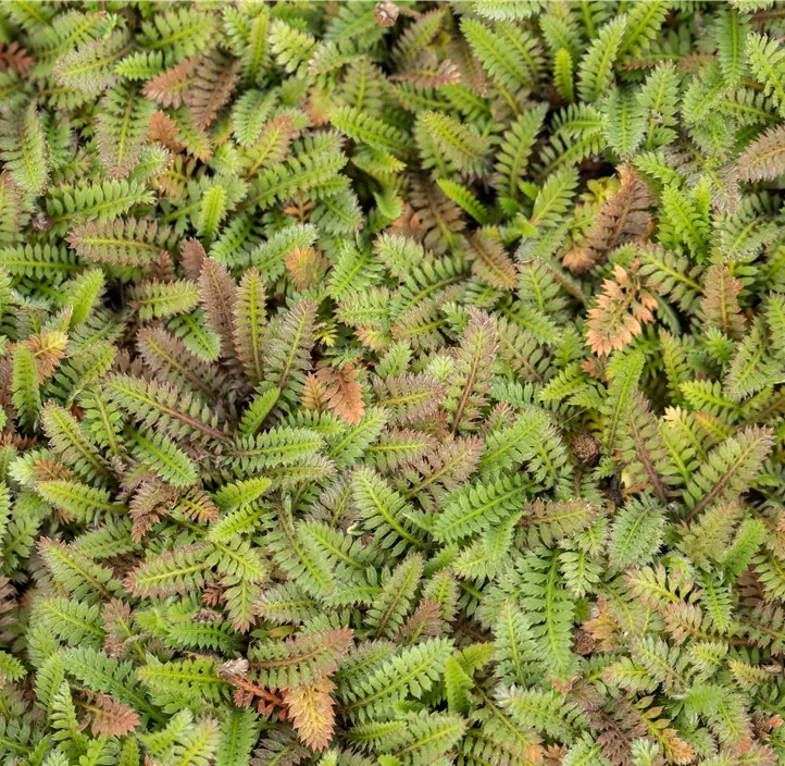 Farn-Fiederpolster 'Platt´s Black'