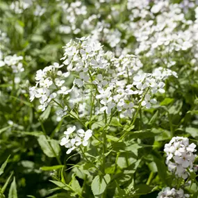 Hesperis matronalis White