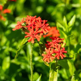 Lychnis chalcedonica Red