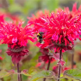 Monarda didyma Pink Lace