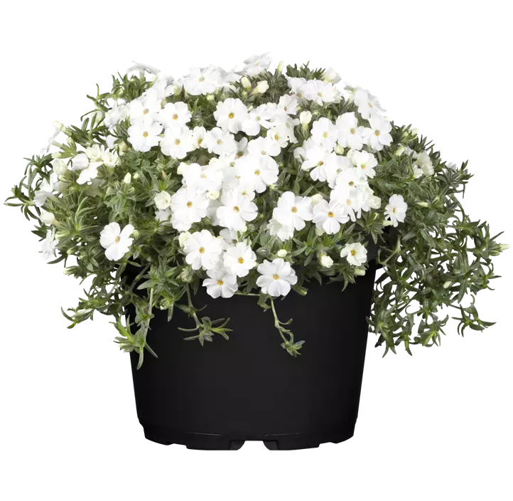 Garten-Teppich-Flammenblume 'White Admiral'