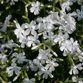 Phlox douglasii Admiral White