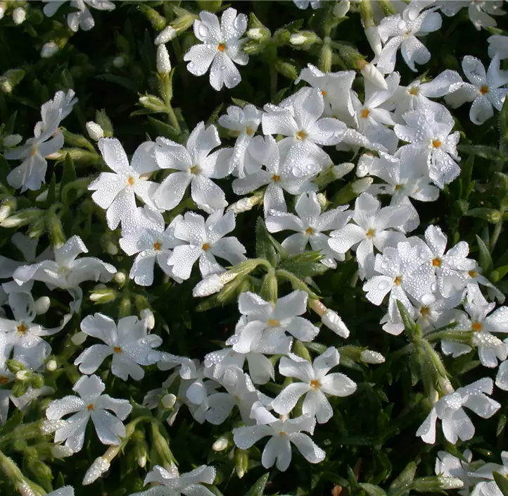 Garten-Teppich-Flammenblume 'White Admiral'