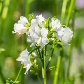 Polemonium caeruleum Alba