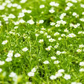 Sagina subulata Moos Green