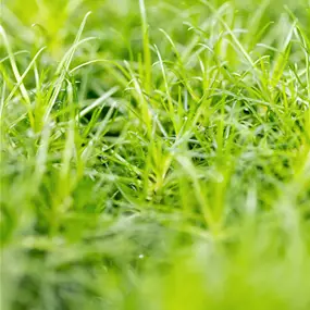 Sagina subulata Moos Lime