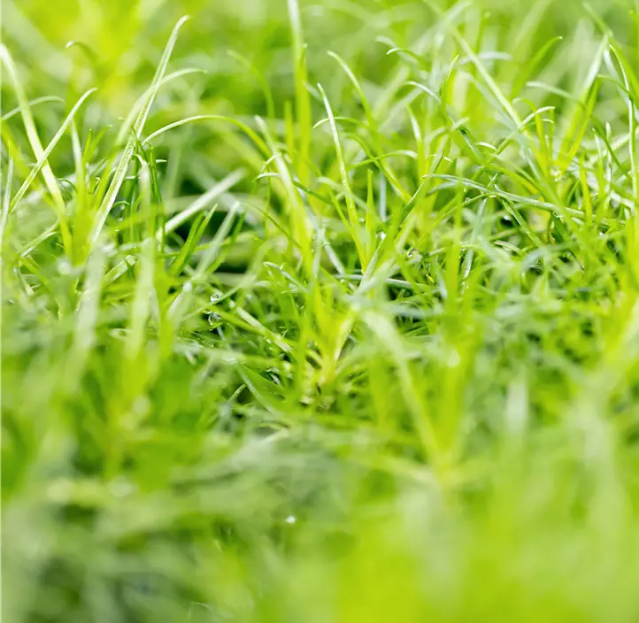 Sternmoos 'Lime Moss'