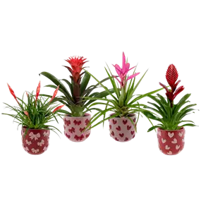 Bromelien im Übertopf