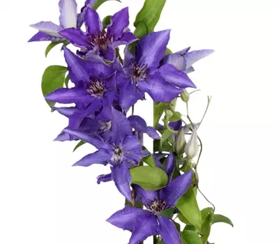 Clematis Big and Easy Blue - Lindsay
