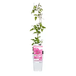 Clematis Big and Easy Pink - Bridgewater