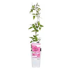 Clematis Big and Easy Pink - Bridgewater