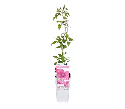 Clematis Big and Easy Pink - Bridgewater
