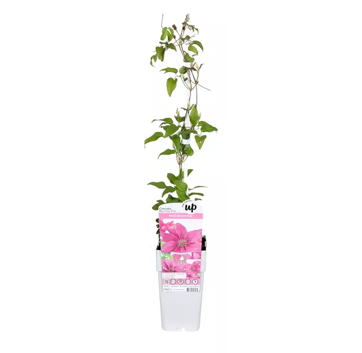 Waldrebe 'Bridgewater'