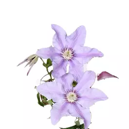 Clematis Big and Easy Purple – Tumaini