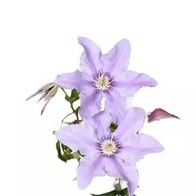 Clematis Big and Easy Purple – Tumaini