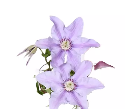Clematis Big and Easy Purple – Tumaini