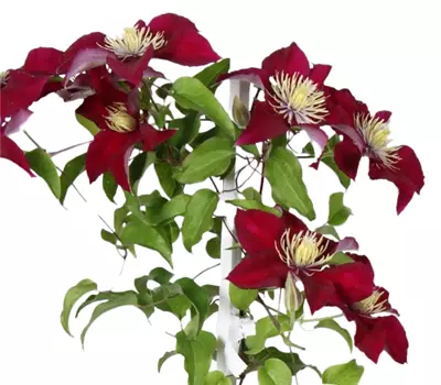 Clematis Big and Easy Red - Elpis