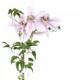Clematis Big and Easy Striped Pink - Ithemba