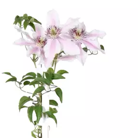 Clematis Big and Easy Striped Pink - Ithemba