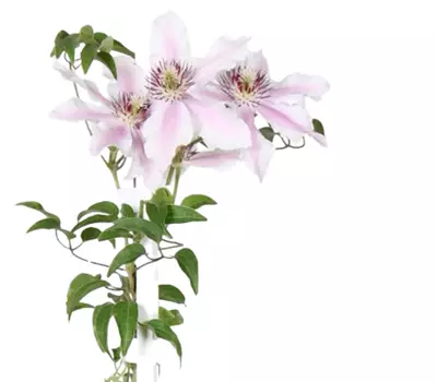 Clematis Big and Easy Striped Pink - Ithemba