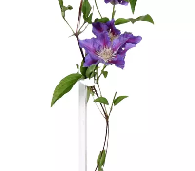 Clematis Big and Easy Striped Purple