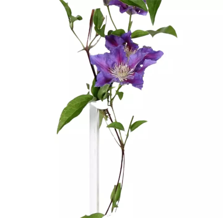 Waldrebe 'Striped Purple'