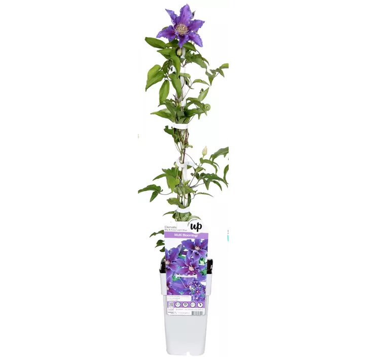 Waldrebe 'Striped Purple'