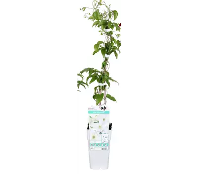 Clematis Big and Easy White - Guernsey Flute