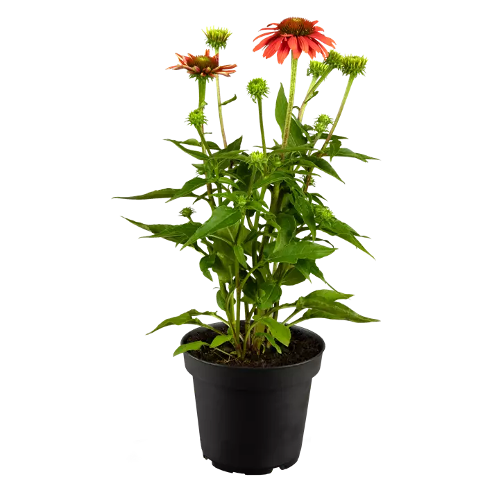 Garten-Scheinsonnenhut 'Sombrero® Adobe Orange'