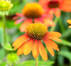 Echinacea purpurea Sombrero Adobe Orange