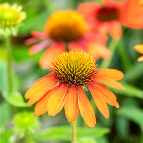 Echinacea purpurea Sombrero Adobe Orange