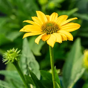 Echinacea purpurea Sombrero Compac Yellow