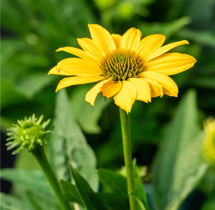 Garten-Scheinsonnenhut 'Sombrero® Compact Yellow'