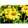 bellaflora Gartencenter GmbH