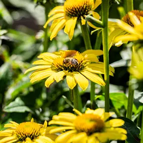 Echinacea purpurea Sombrero Lemon Yellow