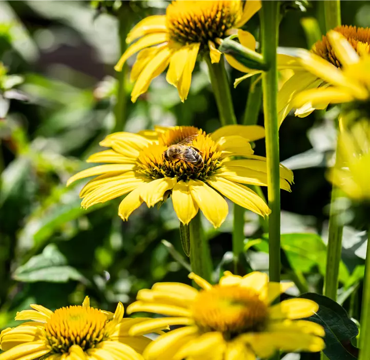 Garten-Scheinsonnenhut 'Sombrero® Lemon Yellow'