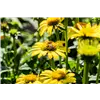 bellaflora Gartencenter GmbH