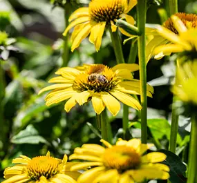 Echinacea purpurea Sombrero Lemon Yellow
