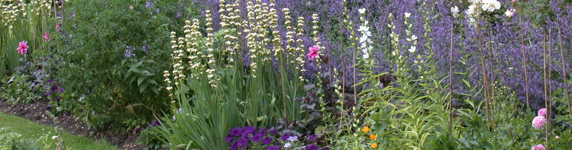 Staudenbeet Sisyrinchium striatum