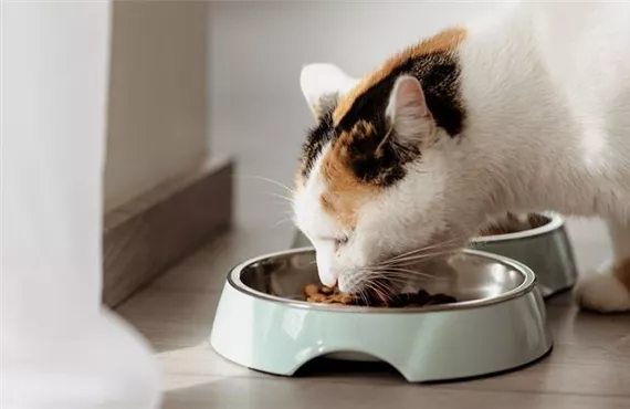 Katze isst Katzenfutter aus einem Fressnapf