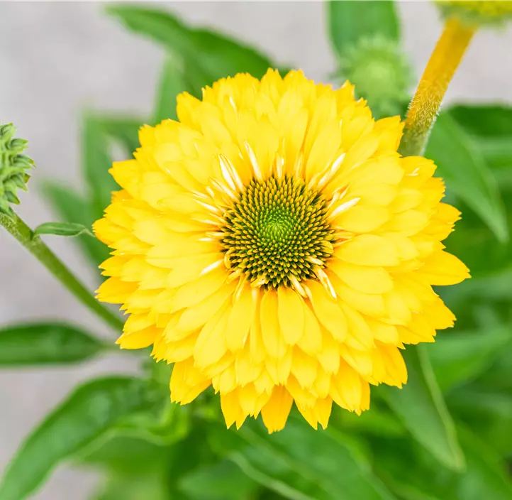 Scheinsonnenhut SunSeekers® 'Golden Sun'