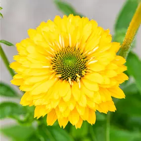 Echinacea purpurea SunSeekers Multi Golden Sun
