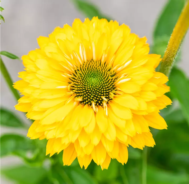 Scheinsonnenhut SunSeekers® 'Golden Sun'