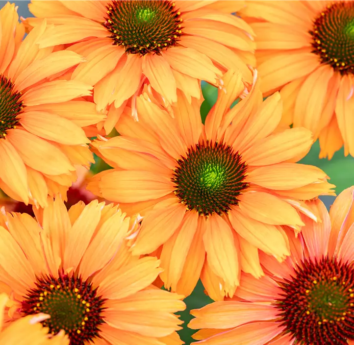 Scheinsonnenhut SunSeekers® 'Mineola'