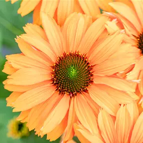 Echinacea purpurea SunSeekers Multi Mineola