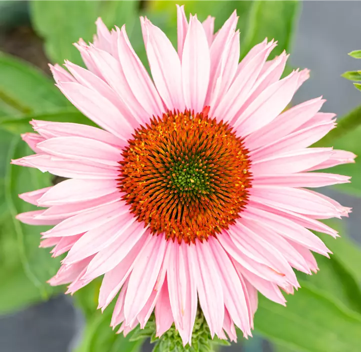 Scheinsonnenhut SunSeekers® 'Salmon'