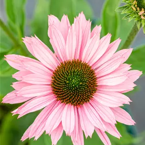 Echinacea purpurea SunSeekers Multi Salmon