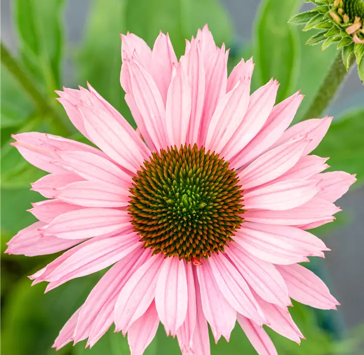 Scheinsonnenhut SunSeekers® 'Salmon'