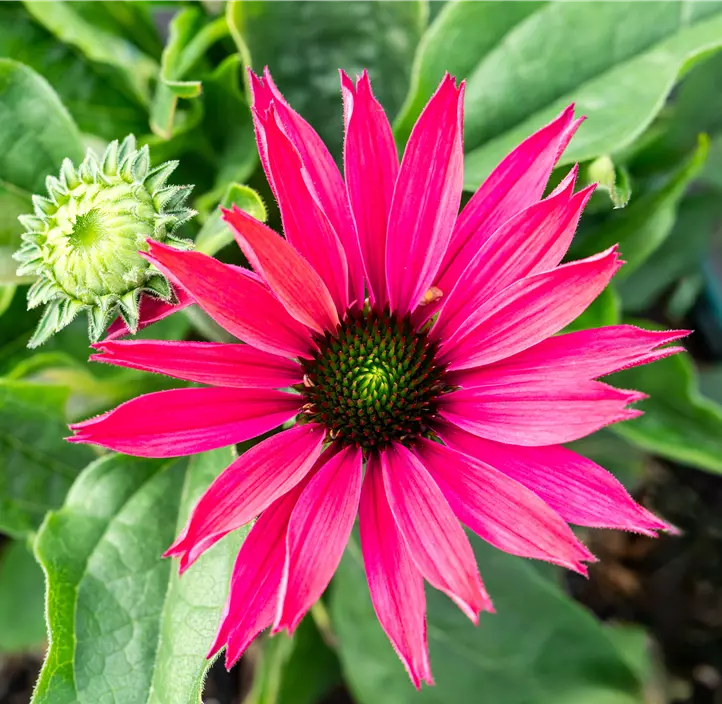 Scheinsonnenhut SunSeekers® 'Sweet Fuchsia'