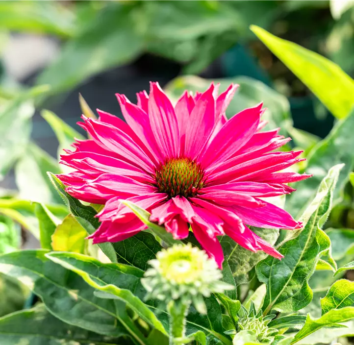 Scheinsonnenhut SunSeekers® 'Sweet Fuchsia'